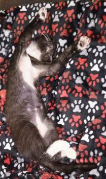 Domestic Short Hair Cats Available for Adoption - Sam | PetCurious