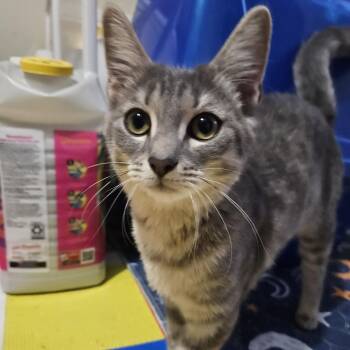 Rescue Domestic Short Hair Cats for Adoption in Richmond, Virginia - Valiant | PetCurious