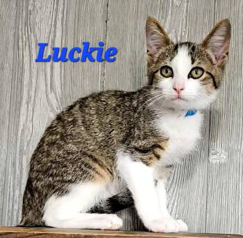 Luckie -  Domestic Short Hair Cat for Adoption in Macon, Georgia - Luckie | PetCurious