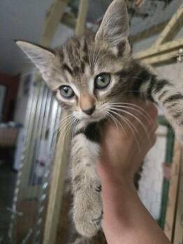 Pancake -  Domestic Short Hair Cat for Adoption in Union Grove, Wisconsin - Pancake | PetCurious