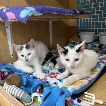 Peppercorn & Salem -  Domestic Short Hair Cat for Adoption in Manhattan, Kansas - Peppercorn & Salem | PetCurious
