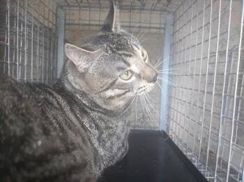 JACKSON -  Domestic Short Hair Cat for Adoption in Fort Lauderdale, Florida - JACKSON | PetCurious