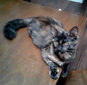 Rescue Domestic Medium Hair Cats for Adoption in Warner Robins, Georgia - Bear | PetCurious