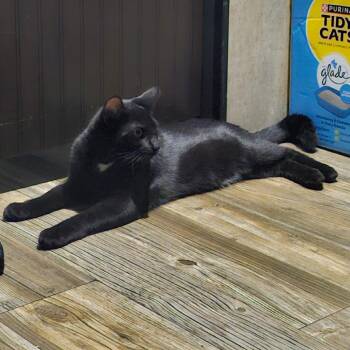 Kreed -  Domestic Short Hair Cat for Adoption in North Myrtle Beach, South Carolina - Kreed | PetCurious