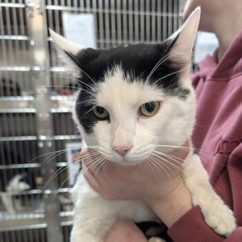 Billie -  Domestic Short Hair Cat for Adoption in Indianapolis, Indiana - Billie | PetCurious