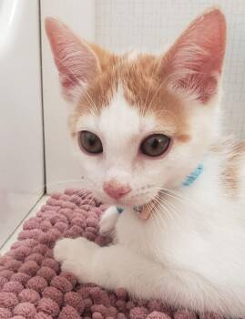 Sparky -  Domestic Short Hair and Tabby Cat for Adoption in San Antonio, Texas - Sparky | PetCurious