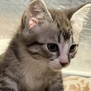 Agatha -  Domestic Short Hair Cat for Adoption in Pauls Valley, Oklahoma - Agatha | PetCurious