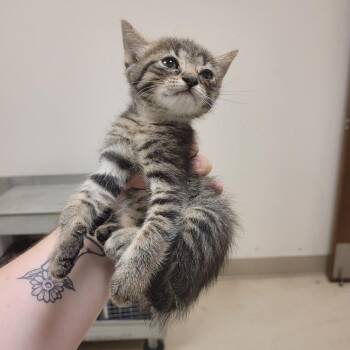 SCFL-Stray-66905 -  Domestic Short Hair Cat for Adoption in Lake Panasoffkee, Florida - SCFL-Stray-66905 | PetCurious