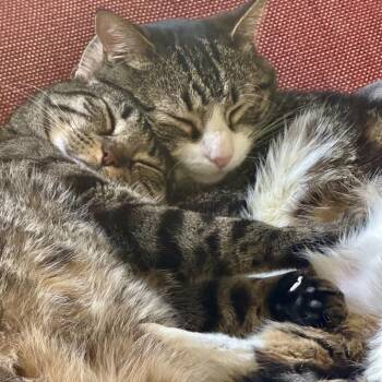 Domestic Short Hair Cats Available for Adoption in Los Angeles, California - Gus (Gusty) | PetCurious