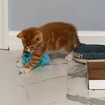 Shrike -  Domestic Short Hair Cat for Adoption in Chesapeake, Virginia - Shrike | PetCurious