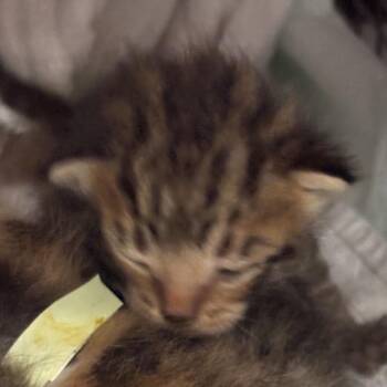 Melon -  Domestic Short Hair Cat for Adoption in San Antonio, Texas - Melon | PetCurious