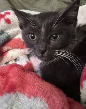 Domestic Short Hair Cats Available for Adoption in Key West, Florida - Fink | PetCurious
