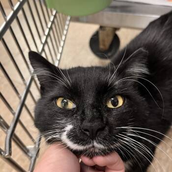 Rescue Domestic Medium Hair Cats for Adoption in Jupiter, Florida - Gomer | PetCurious