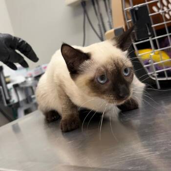 Kyanite -  Snowshoe Cat for Adoption in Great Falls, Montana - Kyanite | PetCurious