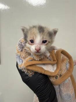 BISCUIT - IN FOSTER -  Domestic Short Hair Cat for Adoption in Ontario, California - BISCUIT - IN FOSTER | PetCurious