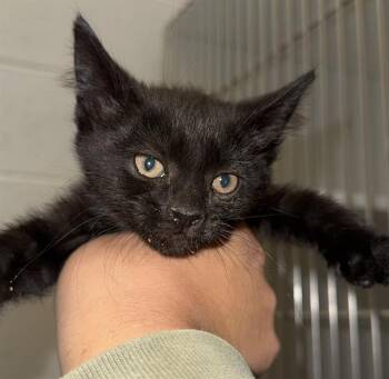 OCELOT -  Domestic Short Hair Cat Available for Adoption in Frisco, Colorado - OCELOT | PetCurious