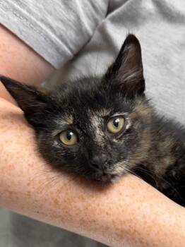 Nectarine -  Domestic Short Hair Cat for Adoption in Pomona, New York - Nectarine | PetCurious
