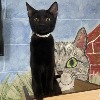 Anaya -  Domestic Short Hair Cat for Adoption in Laredo, Texas - Anaya | PetCurious