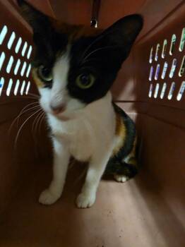 November -  Domestic Short Hair Cat for Adoption in Rockport, Texas - November | PetCurious