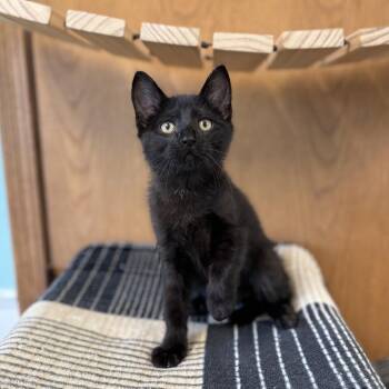 Domestic Short Hair Cats Available for Adoption in Fargo, North Dakota - Tablespoon--In Foster | PetCurious