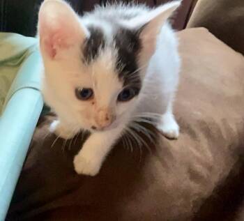 BlackBerry -  Domestic Short Hair Cat for Adoption in Sanford, North Carolina - BlackBerry | PetCurious