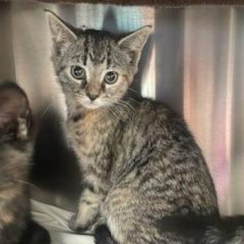 Domestic Short Hair Cats Available for Adoption in Philadelphia, Pennsylvania - Lucy FKA Zechariaha | PetCurious