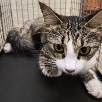 MITTENS -  Domestic Medium Hair Cat for Adoption in Fort Myers, Florida - MITTENS | PetCurious