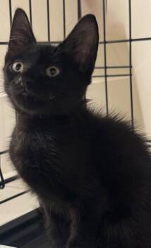 Patron -  Domestic Short Hair Cat for Adoption in Morristown, New Jersey - Patron | PetCurious