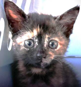 Adele -  Domestic Short Hair Cat for Adoption in Great Neck, New York - Adele | PetCurious