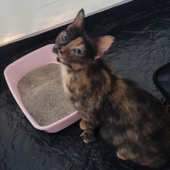 Found at Carley State Park MN -  Domestic Short Hair Cat for Adoption in Rochester, Minnesota - Found At Carley State Park MN | PetCurious