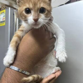 Domestic Short Hair Cats Available for Adoption in Brampton, Ontario - Moka Z. | PetCurious