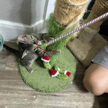 Xavier -  Domestic Short Hair Cat for Adoption in League City, Texas - Xavier | PetCurious