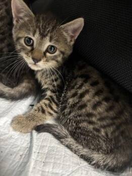 Diet Coke 636-26 -  Domestic Short Hair Cat for Adoption in Cumming, Georgia - Diet Coke 636-26 | PetCurious