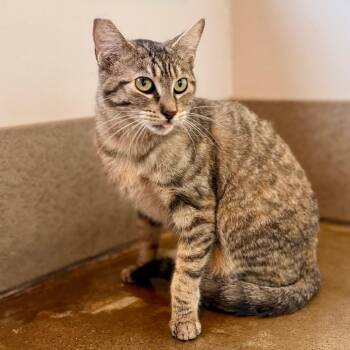 Domestic Short Hair Cats Available for Adoption in Green Bay, Wisconsin - Georgia | PetCurious