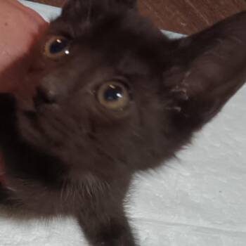 Titan -  Domestic Short Hair Cat for Adoption in Marion, Illinois - Titan | PetCurious