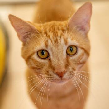 Felix -  Domestic Short Hair Cat for Adoption in Hilton Head Island, South Carolina - Felix | PetCurious