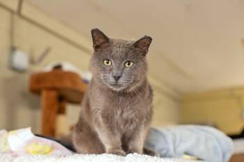 Domestic Short Hair Cats Available for Adoption in Landenberg, Pennsylvania - Sampson | PetCurious