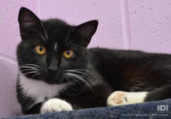 Domestic Short Hair Cats Available for Adoption - Bull Shoals | PetCurious