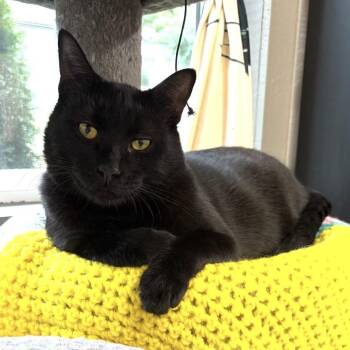 Pepe -  Domestic Short Hair Cat for Adoption in Renton, Washington - Pepe | PetCurious