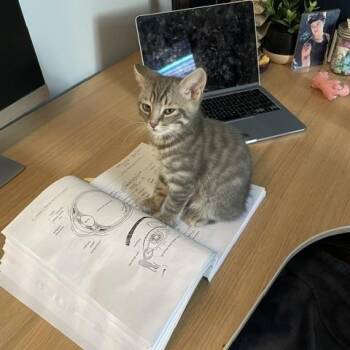 Scrambles-Must be adopted with Toast or a Buddy Cat -  Domestic Short Hair Cat for Adoption in Toronto, Ontario - Scrambles-Must Be Adopted With Toast Or A Buddy Cat | PetCurious
