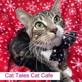 Domestic Short Hair Cats Available for Adoption - Kevin | PetCurious