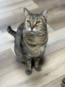 Rescue Domestic Short Hair Cats for Adoption in Mount Laurel Township, New Jersey - Bundy Orchard | PetCurious