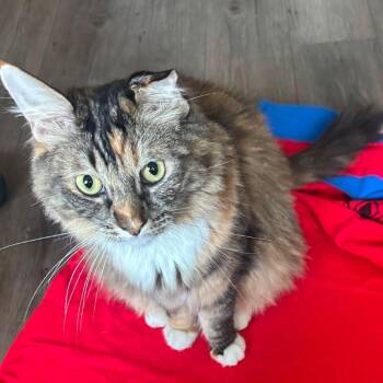 Boba -  Domestic Long Hair and Maine Coon Cat for Adoption in San Diego, California - Boba | PetCurious