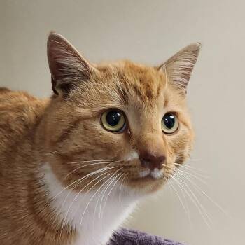 Domestic Medium Hair Cats Available for Adoption - Jojo Tobias | PetCurious