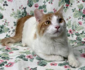 261076  Champ -  Domestic Medium Hair Cat for Adoption in Wetumpka, Alabama - 261076  Champ | PetCurious