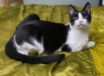 Rescue Tuxedo Cats for Adoption in Los Angeles, California - Gemini (very Friendly) | PetCurious
