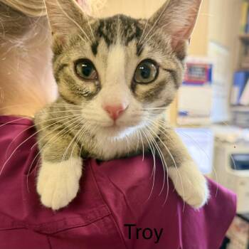 Troy -  Domestic Short Hair Cat for Adoption in Buffalo, Minnesota - Troy | PetCurious