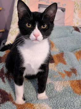 Shadow (Carly) -  Tuxedo and Egyptian Mau Cat for Adoption in Brampton, Ontario - Shadow (Carly) | PetCurious