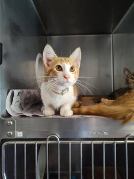 Atreus -  Domestic Short Hair Cat for Adoption in Cleveland, Tennessee - Atreus | PetCurious