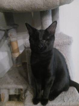 Noir (2923) -  Domestic Short Hair Cat for Adoption in Zephyrhills, Florida - Noir (2923) | PetCurious